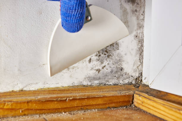 Trusted Russellton, PA Mold Removal Experts